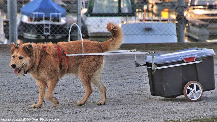 A fluffy red dog towing an esky on wheels